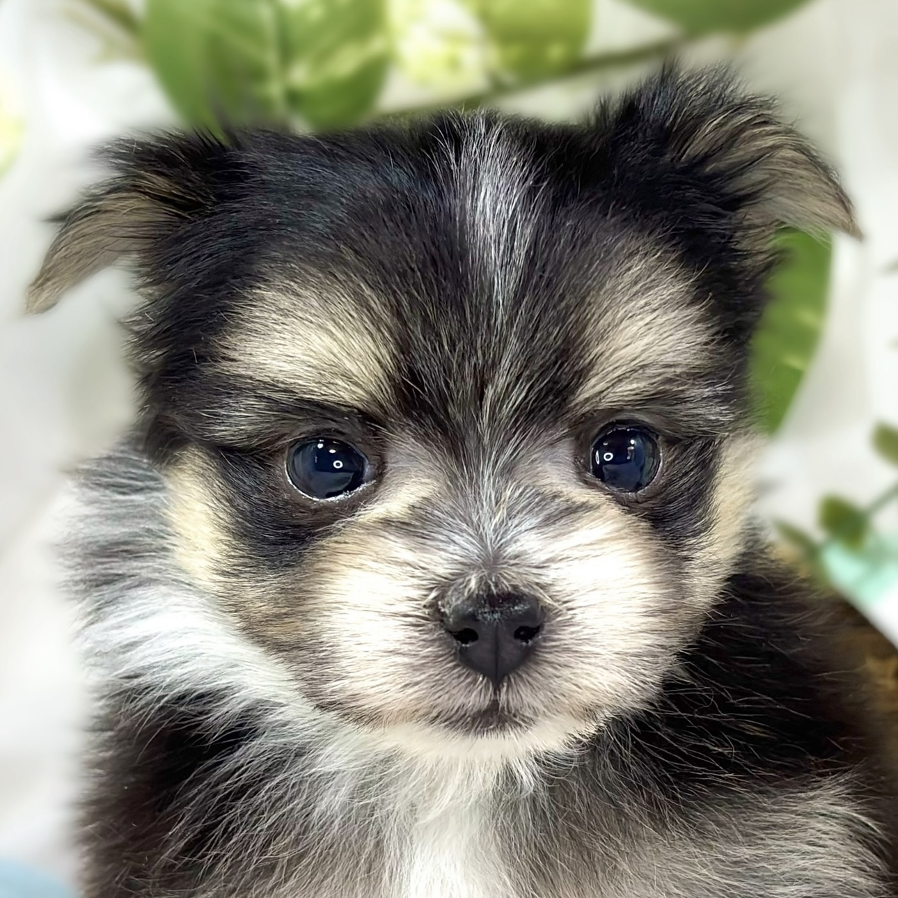 ハーフ犬女の子の写真