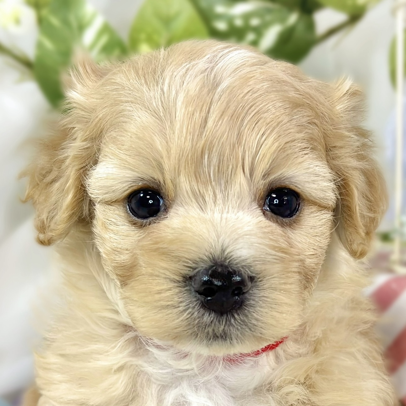 ハーフ犬男の子の写真