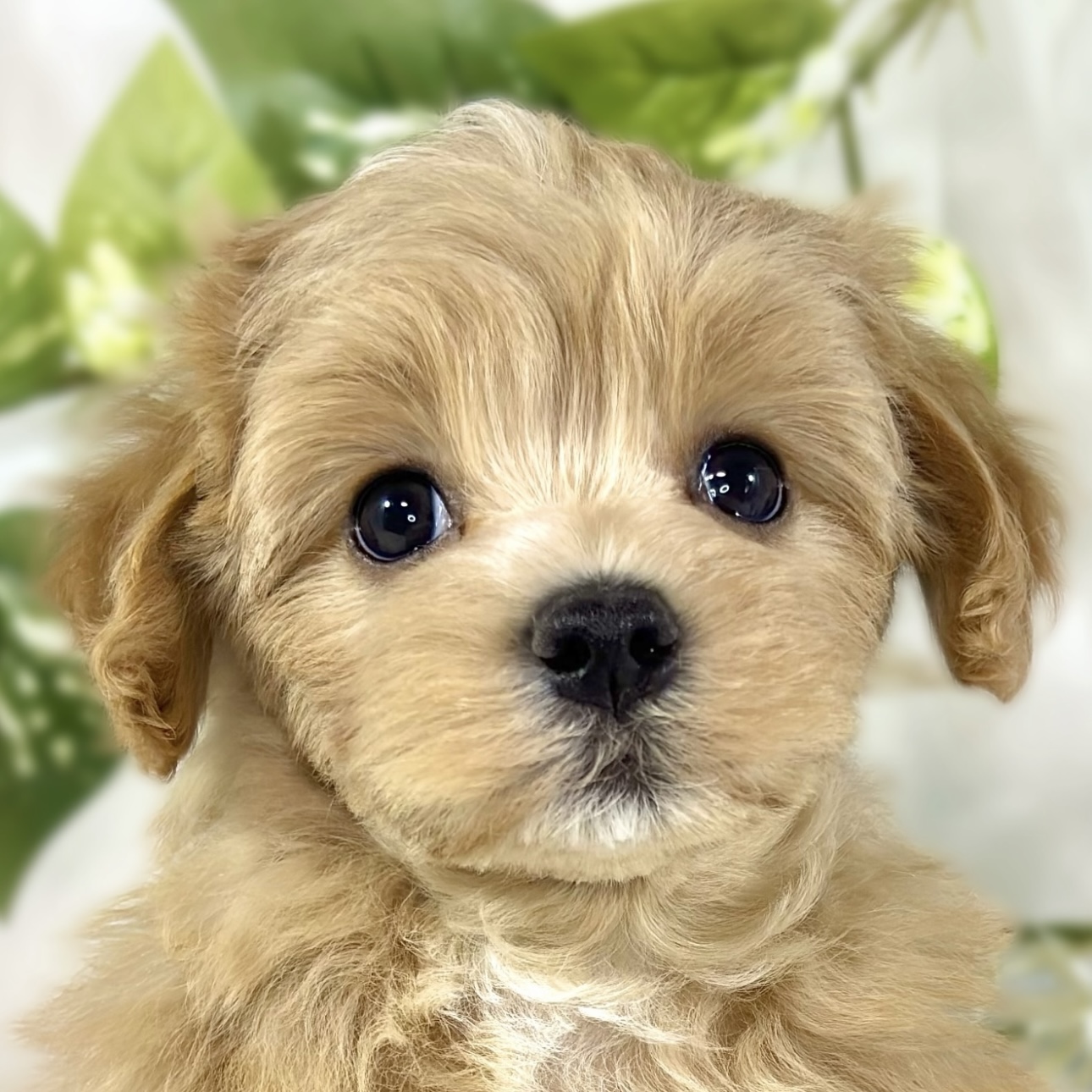 ハーフ犬男の子の写真