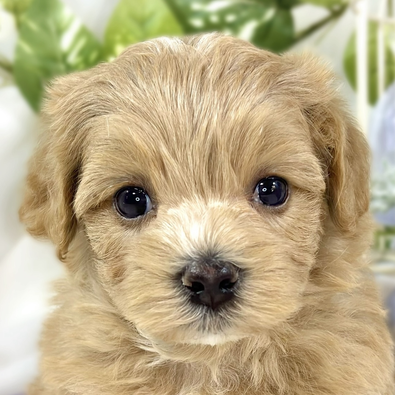 ハーフ犬男の子の写真