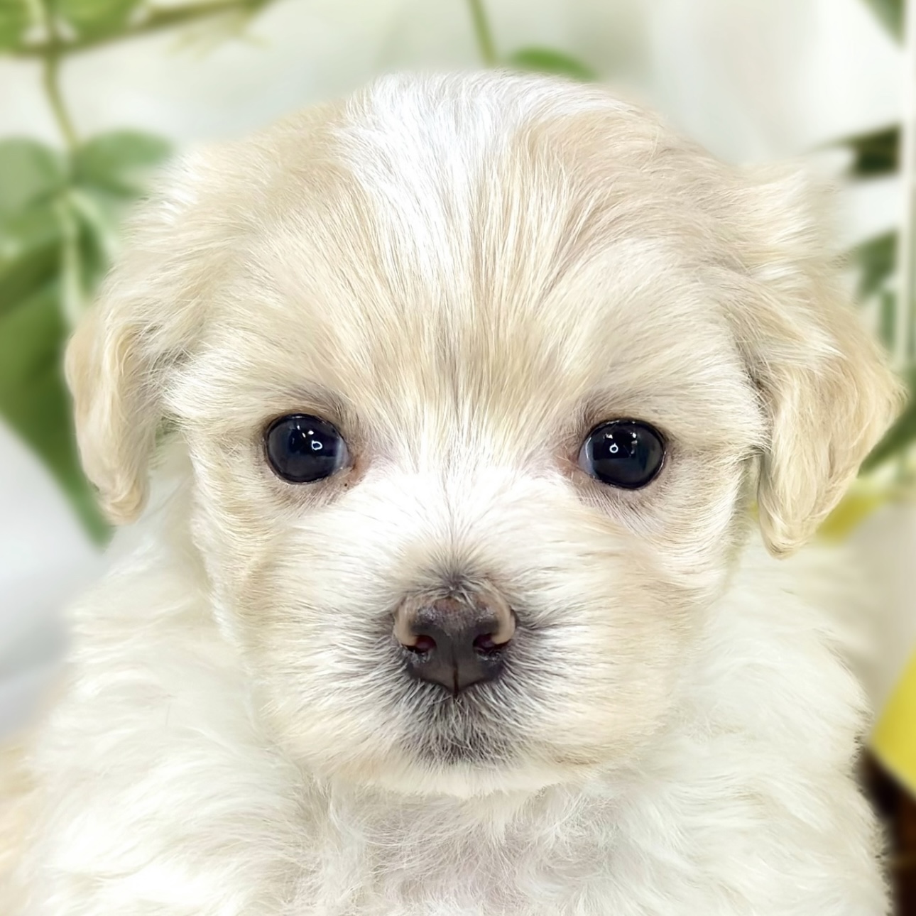 ハーフ犬女の子の写真