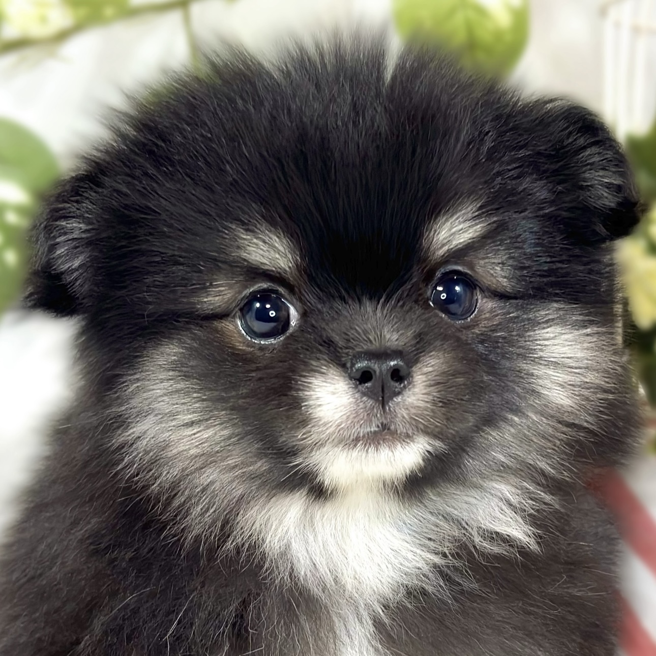 ハーフ犬女の子の写真