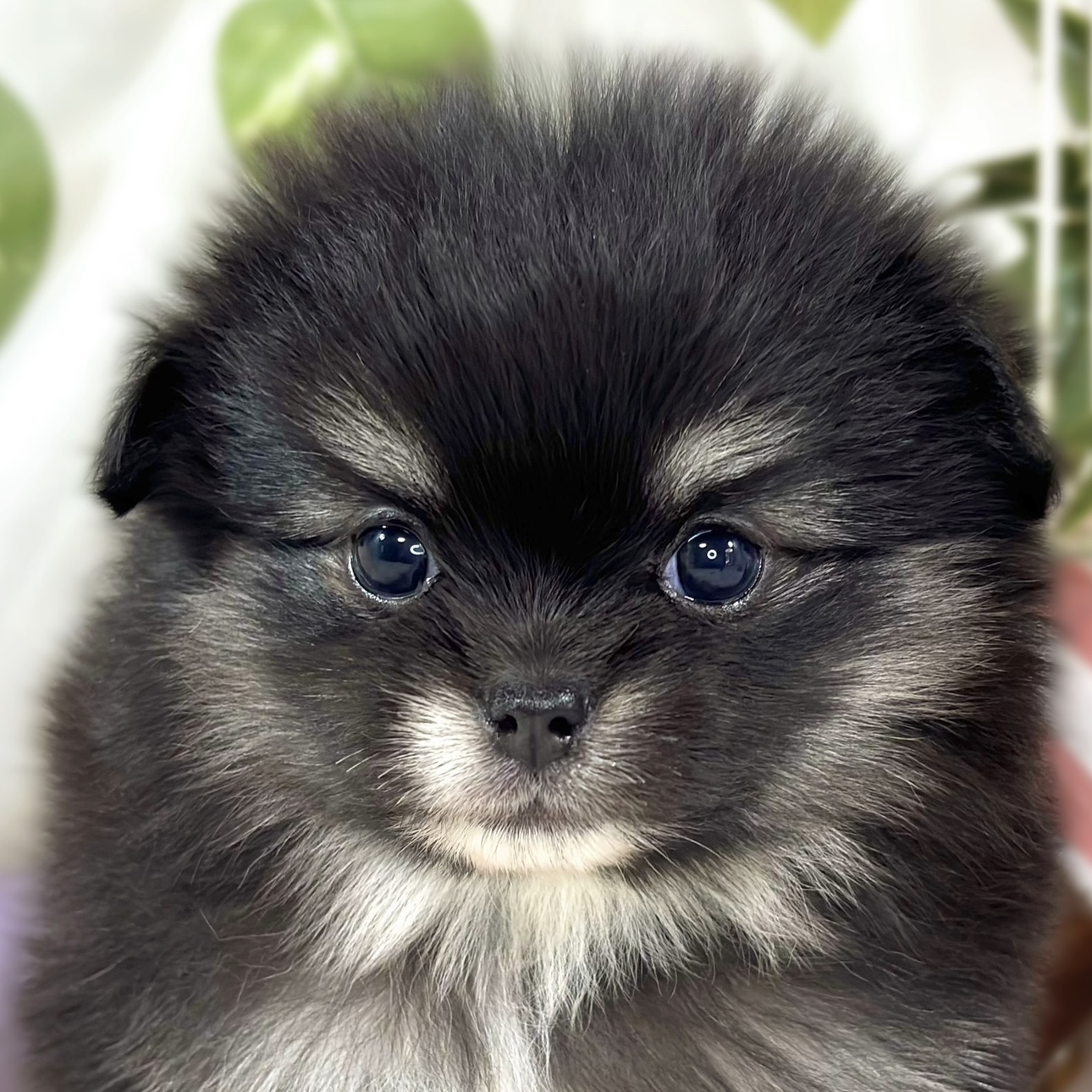 ハーフ犬女の子の写真