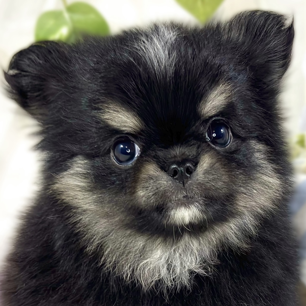 ハーフ犬男の子の写真