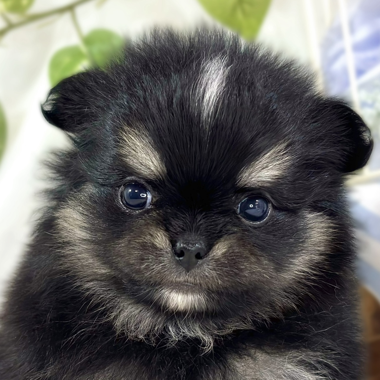 ハーフ犬男の子の写真