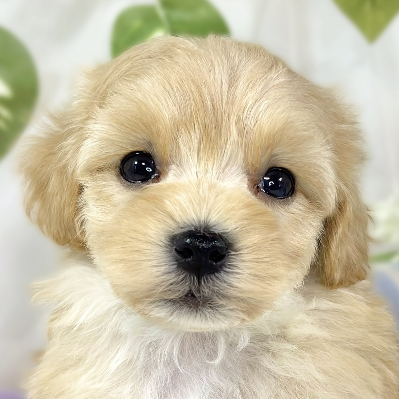 ハーフ犬男の子の写真