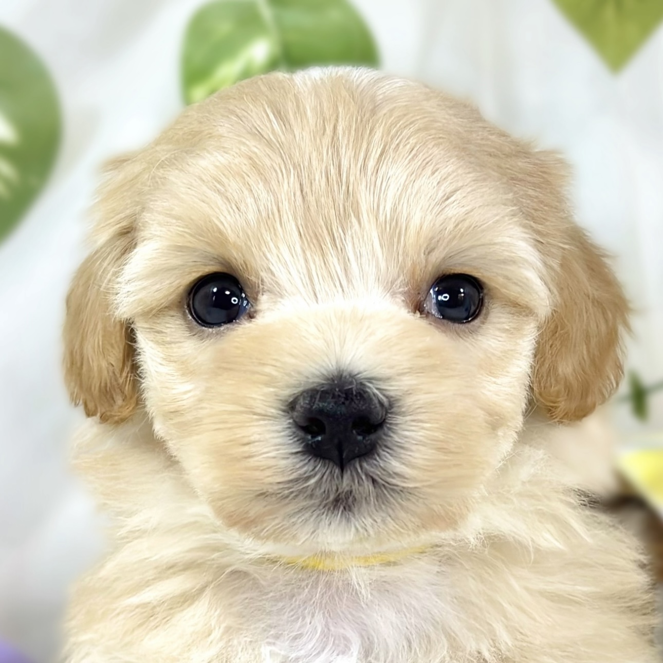 ハーフ犬女の子の写真