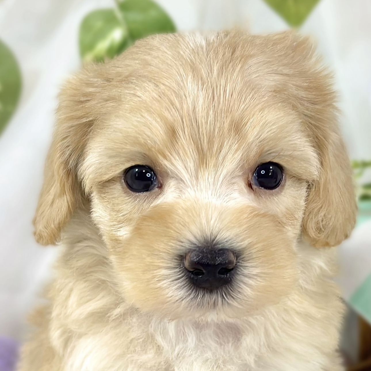 ハーフ犬男の子の写真