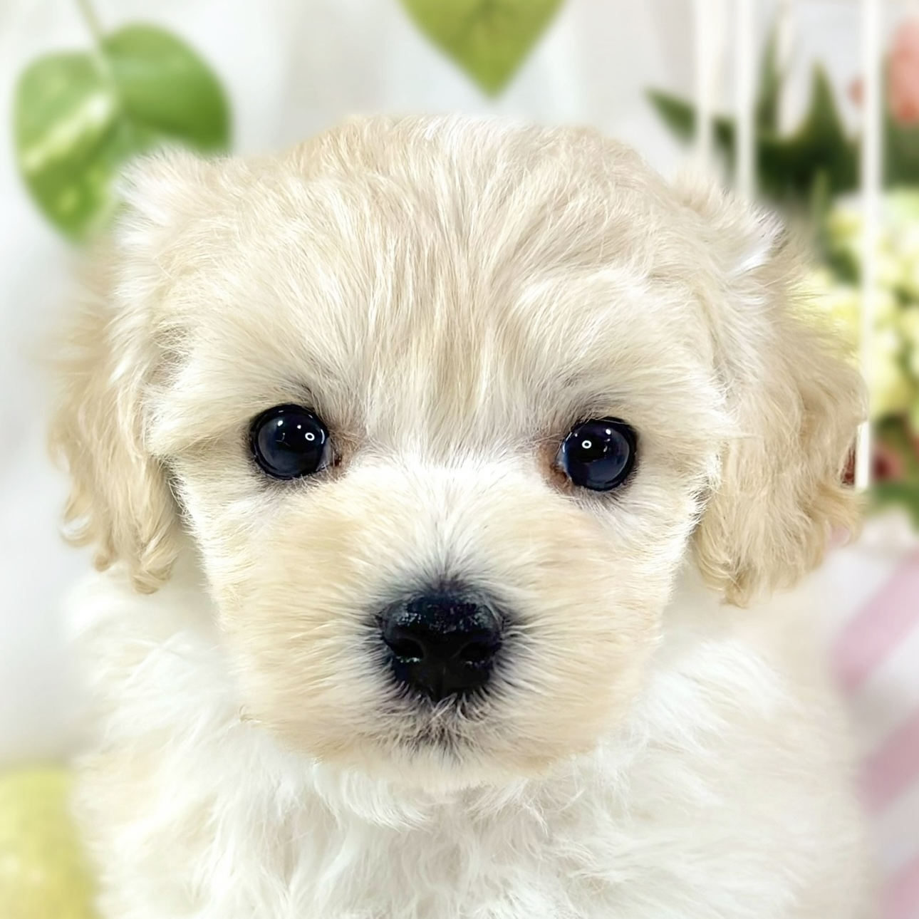 ハーフ犬女の子の写真