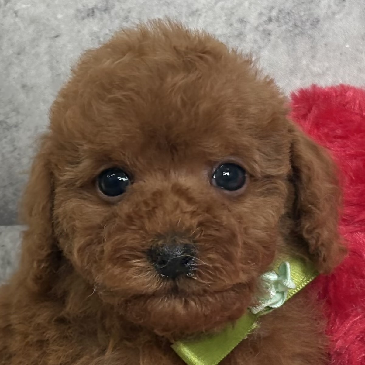 トイプードル男の子の写真