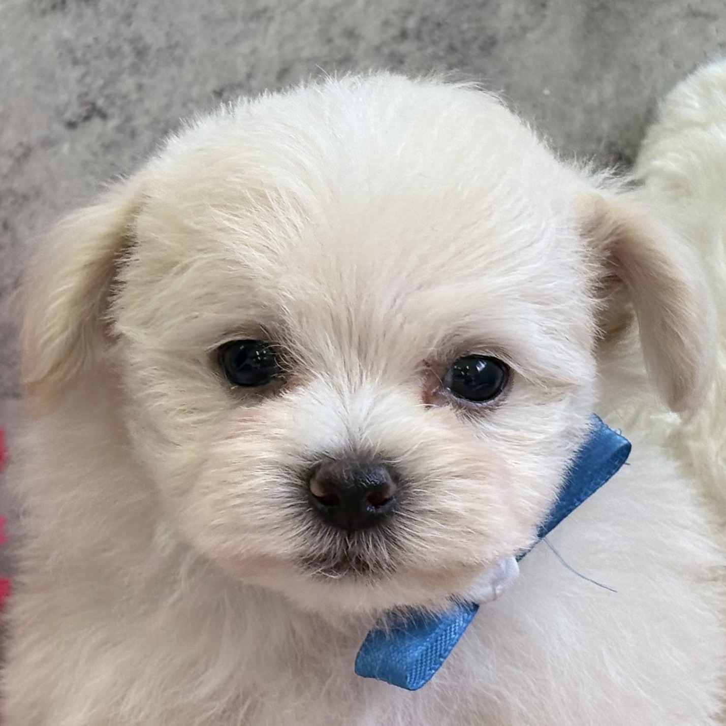 ハーフ犬男の子の写真