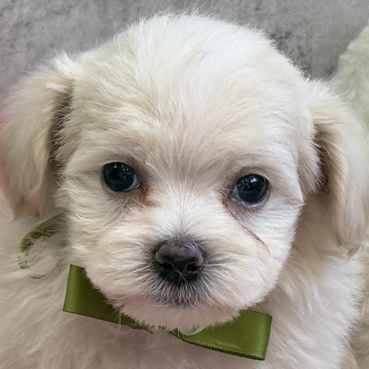 ハーフ犬男の子の写真