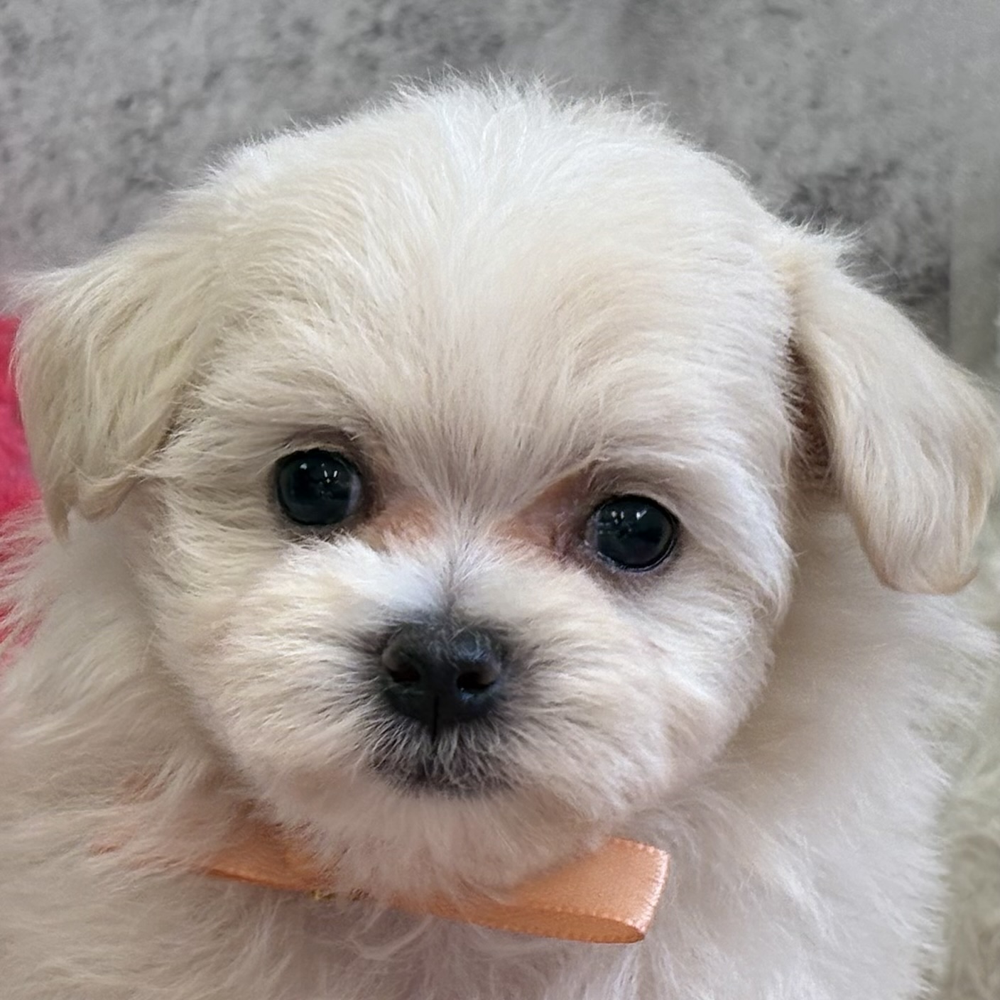 ハーフ犬女の子の写真