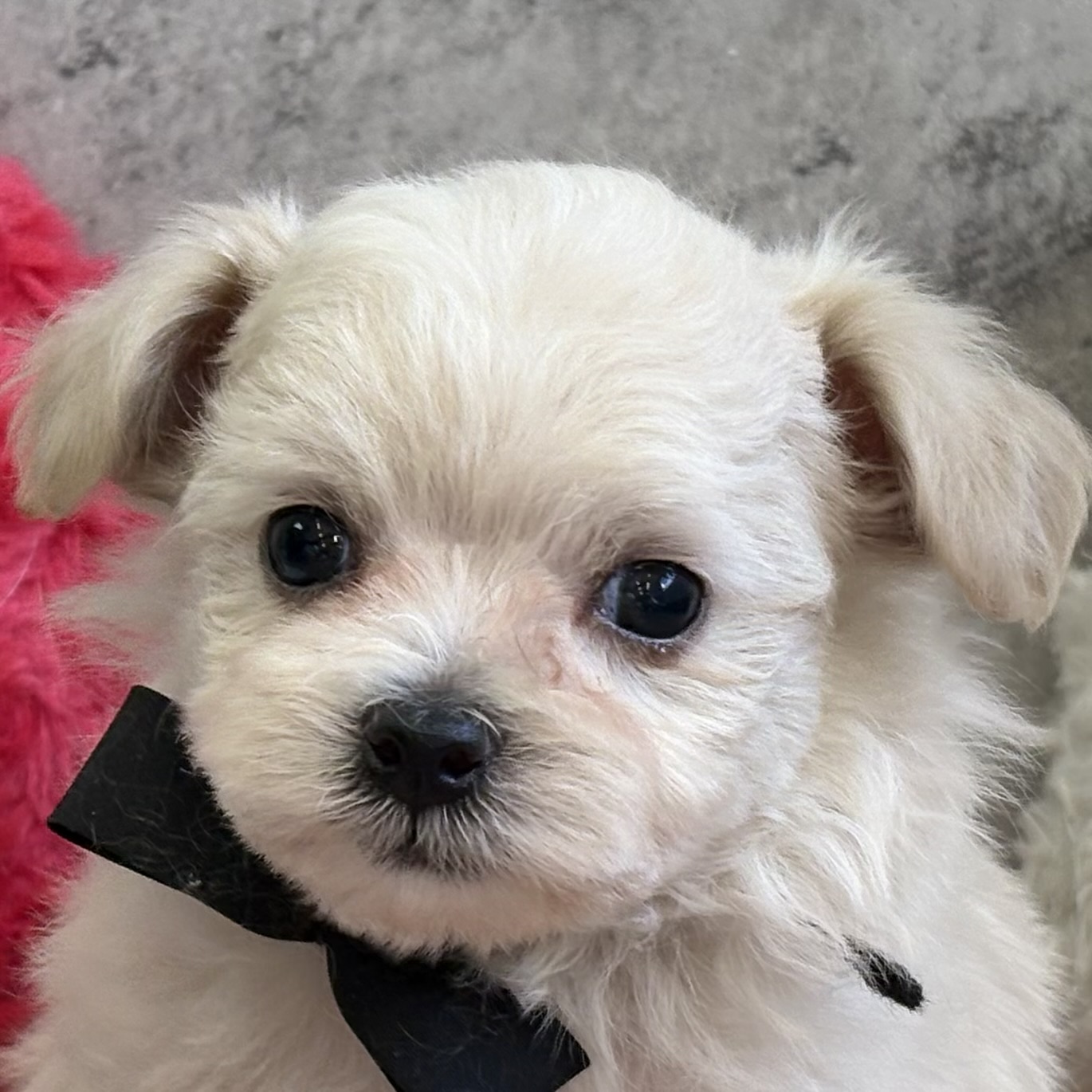 ハーフ犬男の子の写真