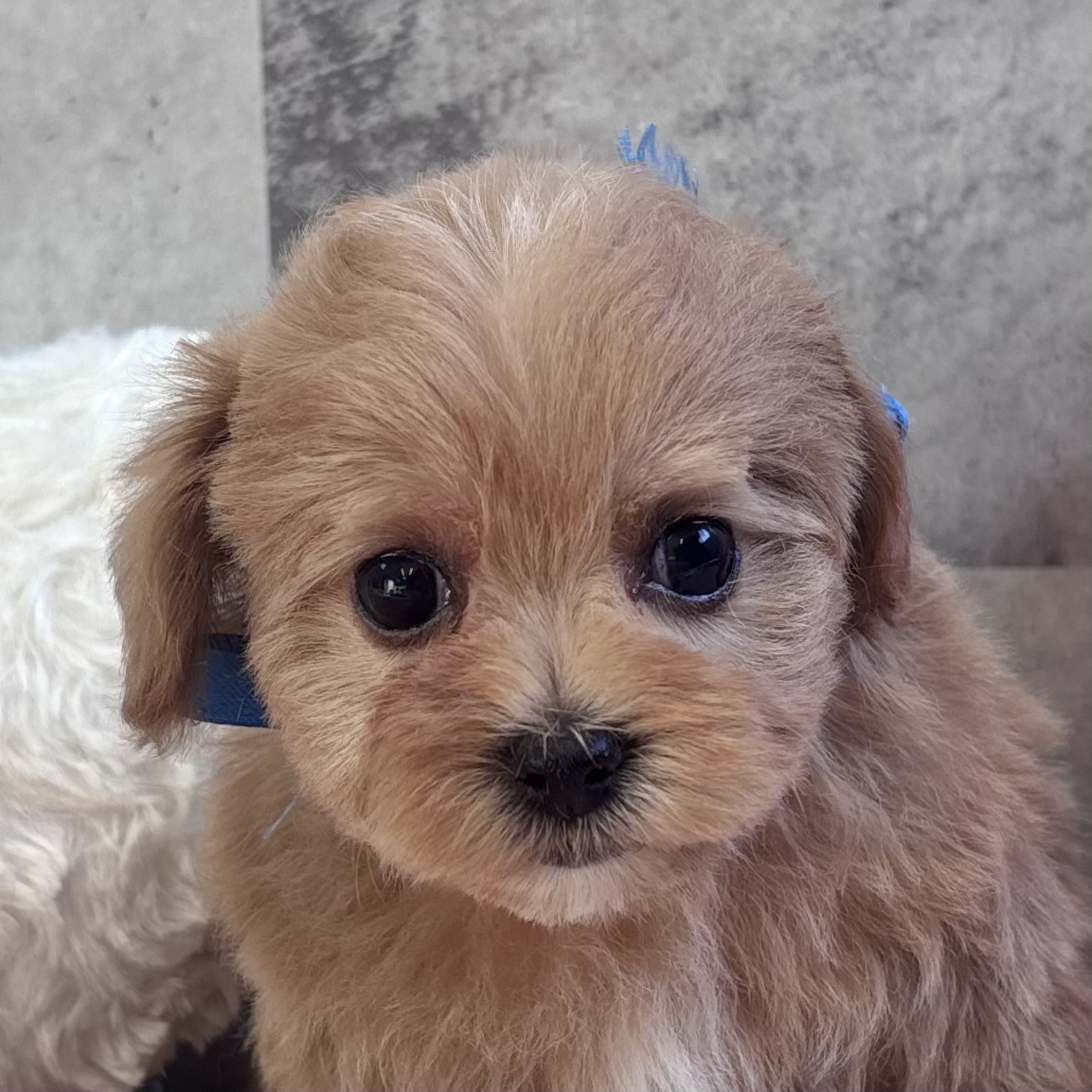 ハーフ犬女の子の写真