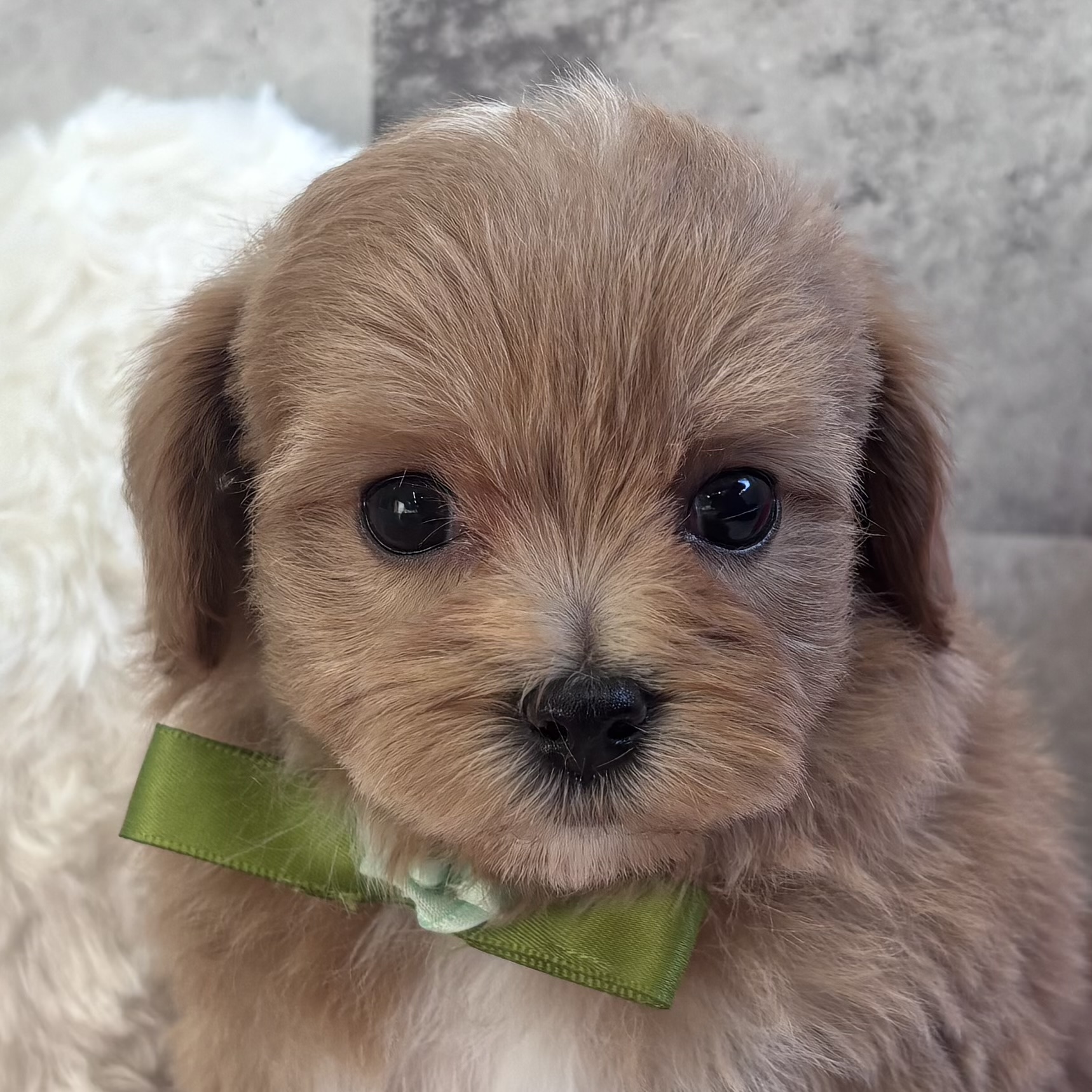 ハーフ犬女の子の写真