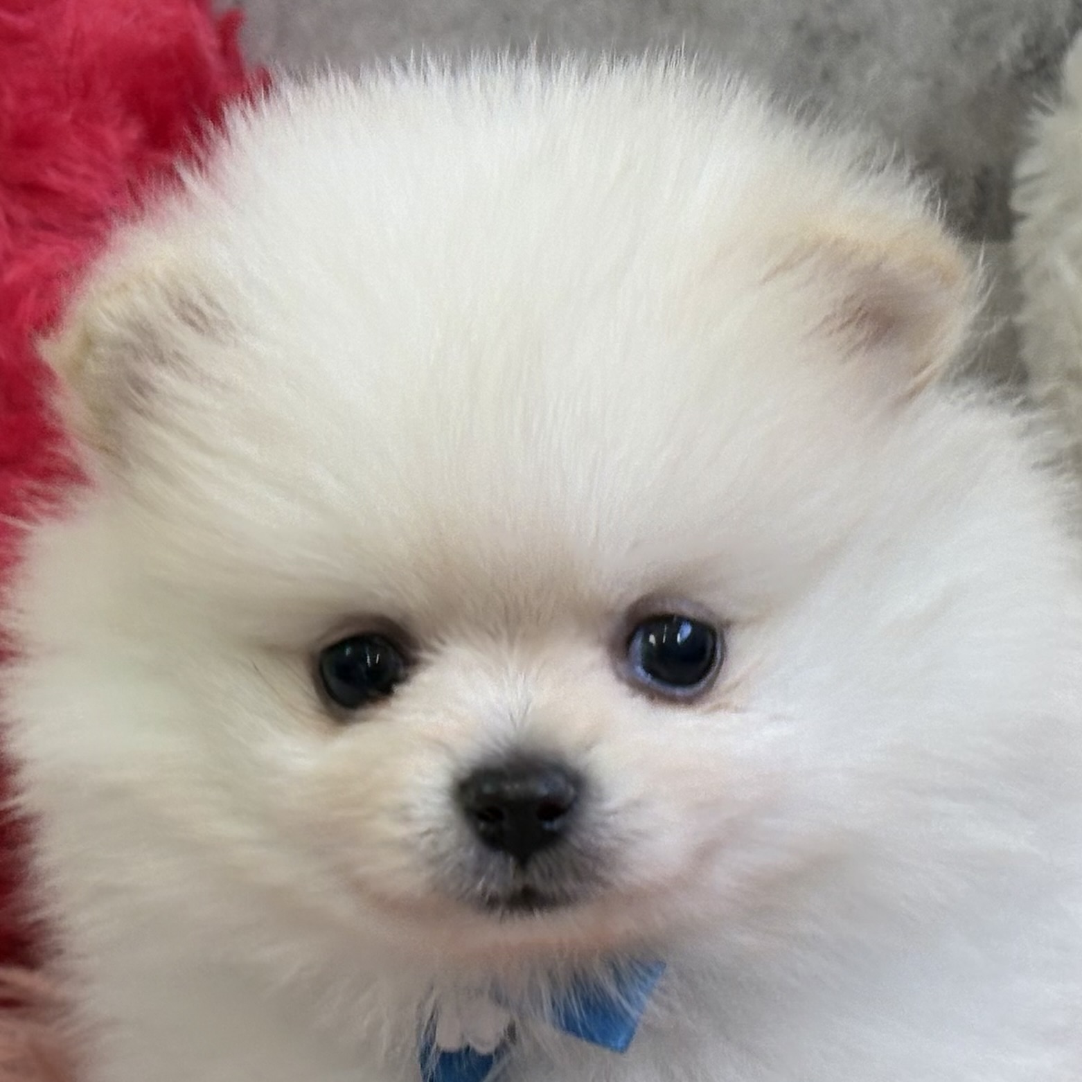 ポメラニアン男の子の写真