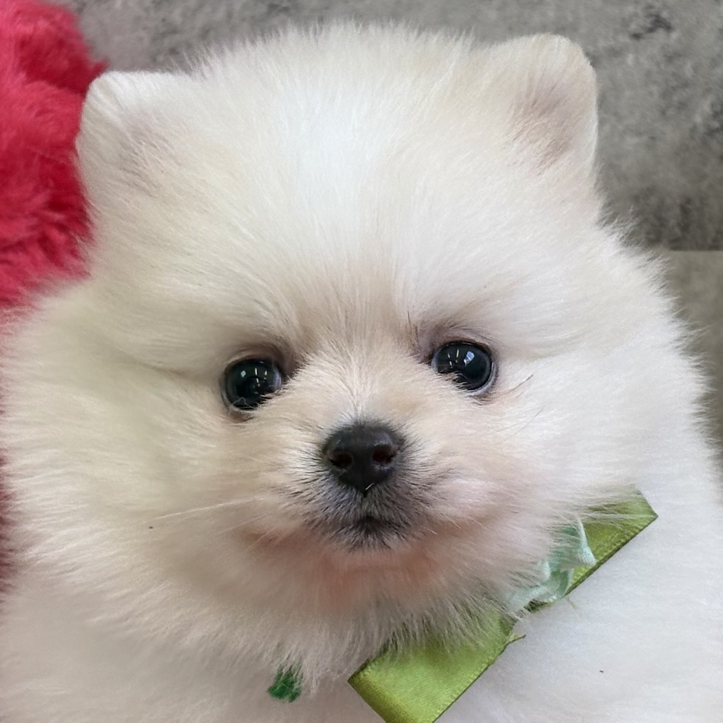 ポメラニアン女の子の写真