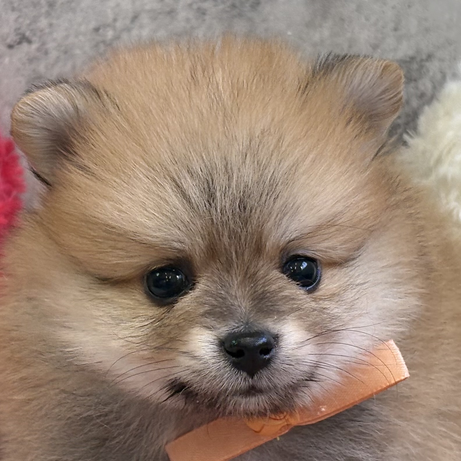 ポメラニアン男の子の写真