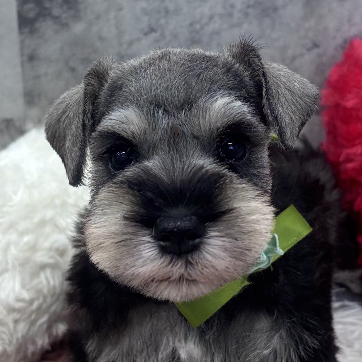 ミニチュアシュナウザー男の子の写真