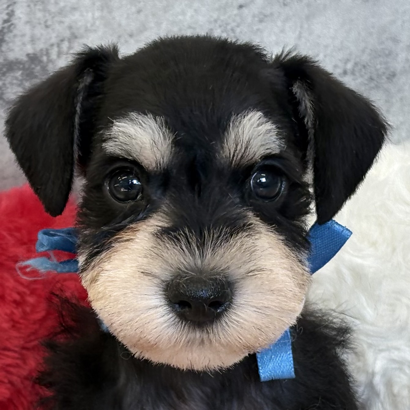 ミニチュアシュナウザー女の子の写真