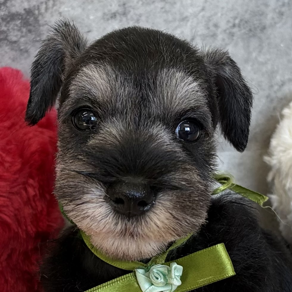 ミニチュアシュナウザー女の子の写真