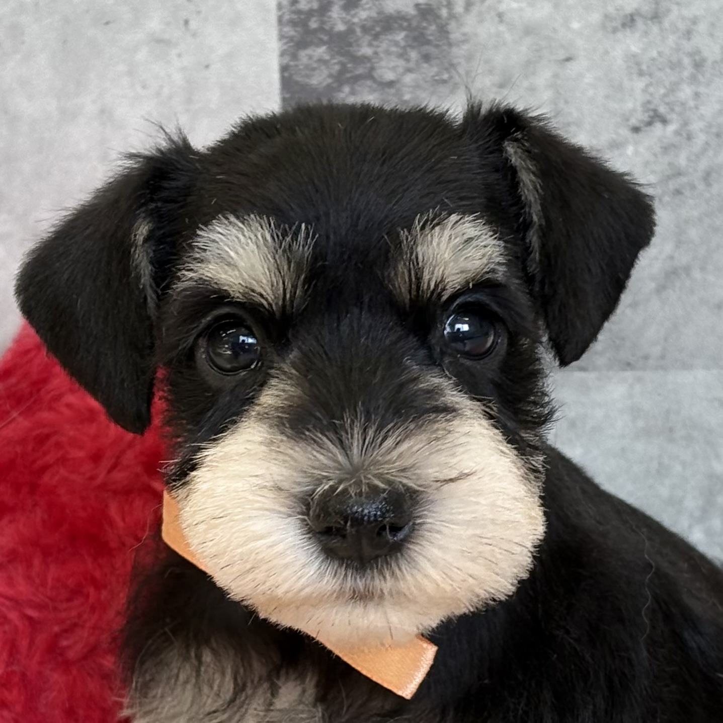 ミニチュアシュナウザー女の子の写真