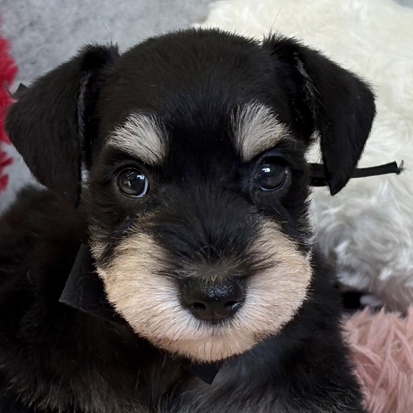 ミニチュアシュナウザー女の子の写真