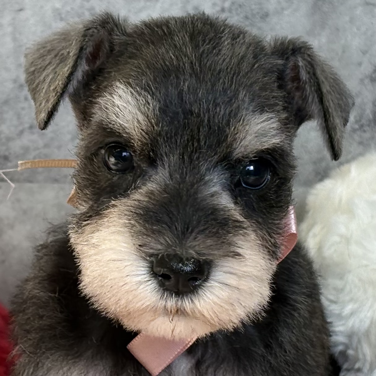 ミニチュアシュナウザー女の子の写真