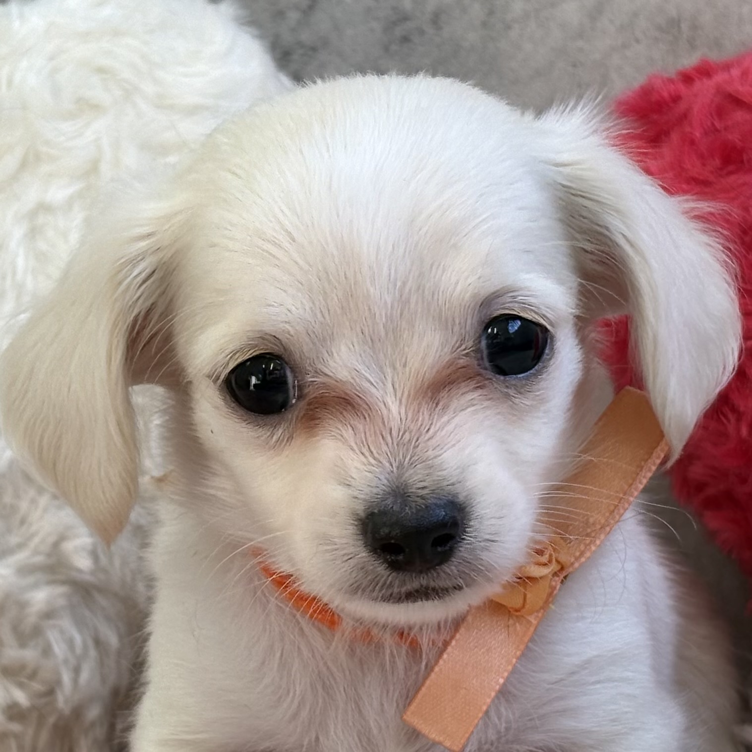 ハーフ犬男の子の写真