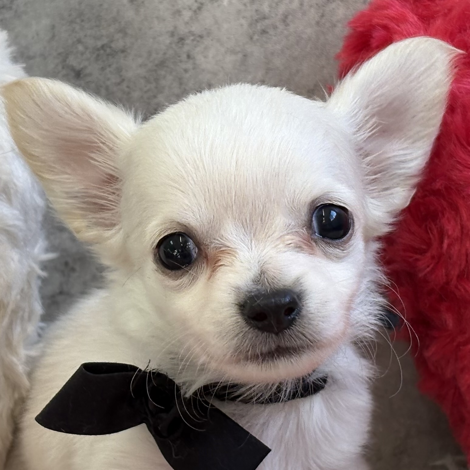 ハーフ犬男の子の写真