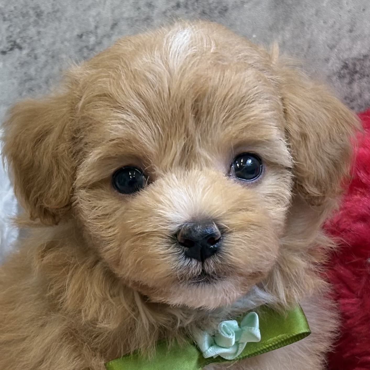 ハーフ犬女の子の写真