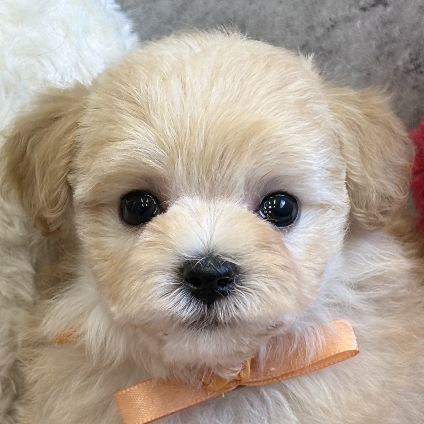 ハーフ犬女の子の写真