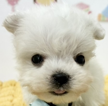 ハーフ犬男の子の写真