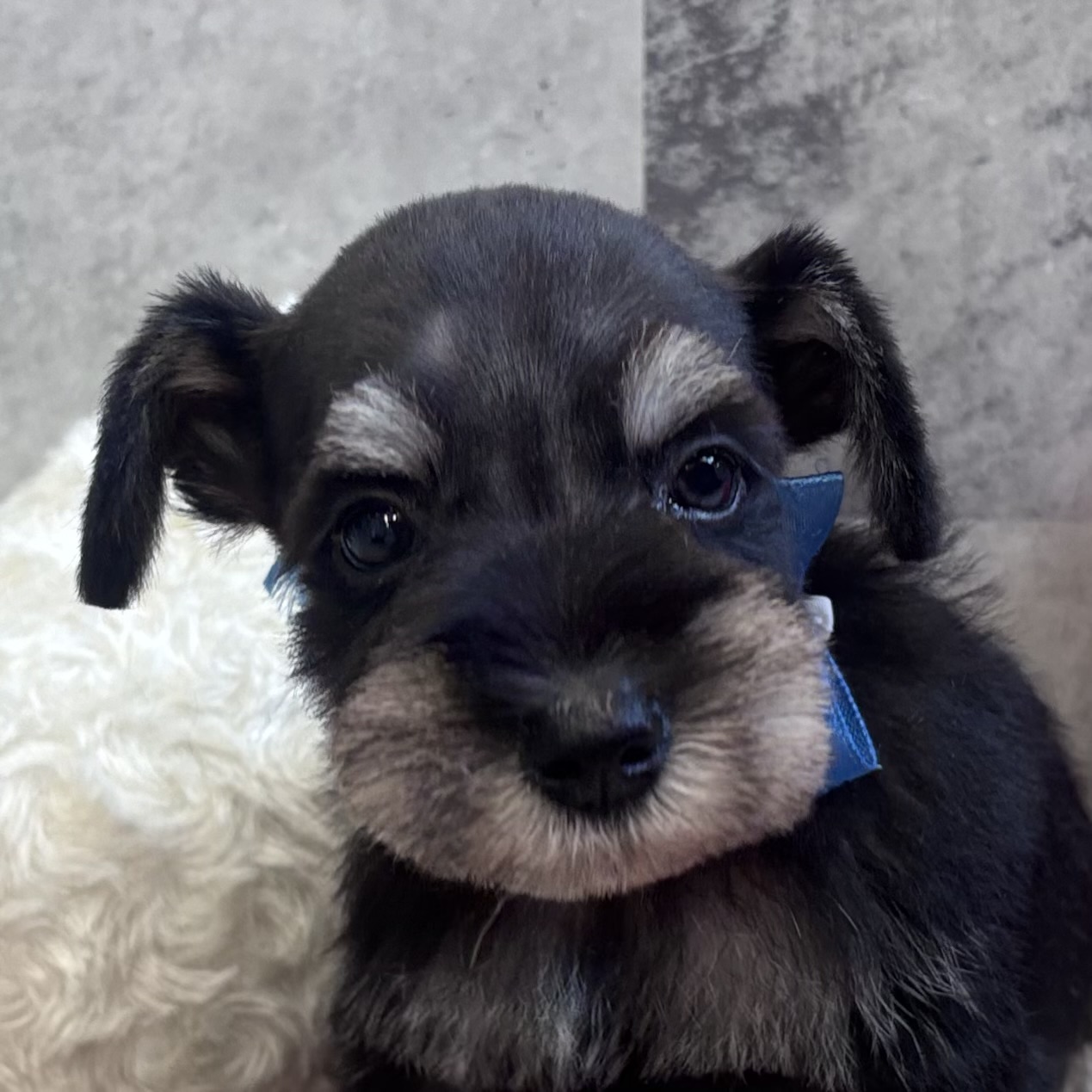 ミニチュアシュナウザー男の子の写真