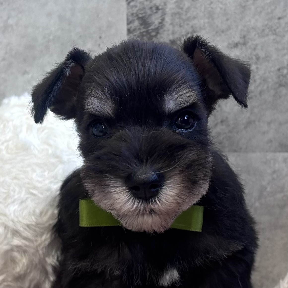 ミニチュアシュナウザー男の子の写真