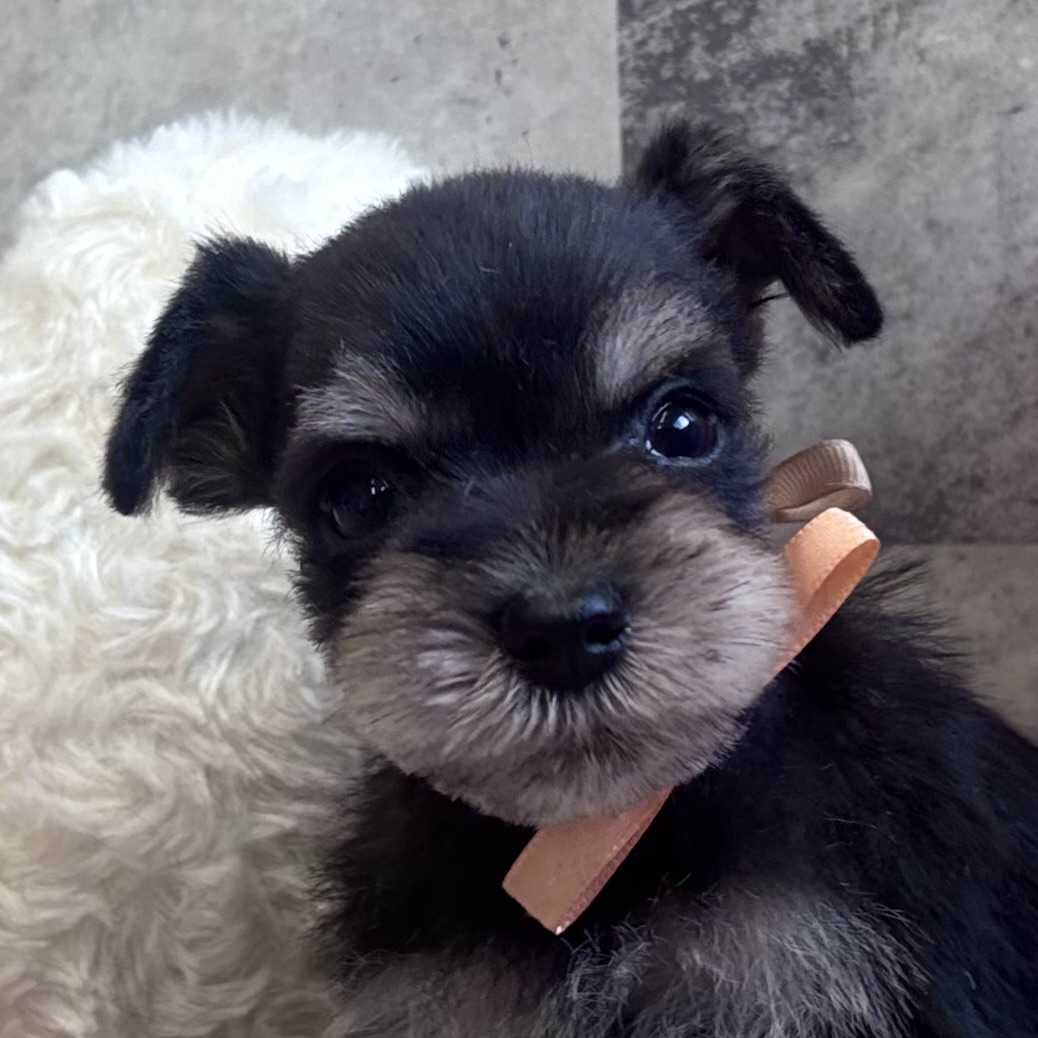 ミニチュアシュナウザー女の子の写真