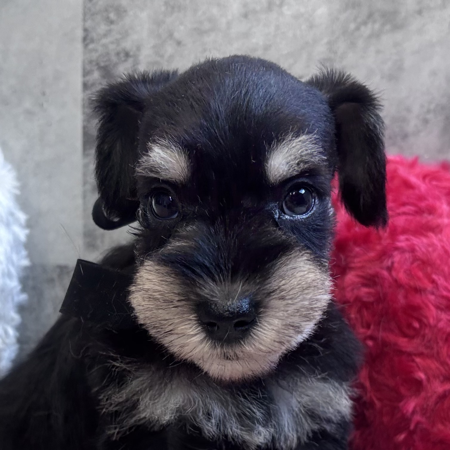 ミニチュアシュナウザー女の子の写真