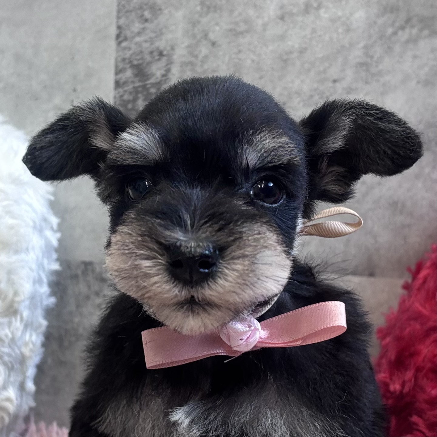 ミニチュアシュナウザー女の子の写真