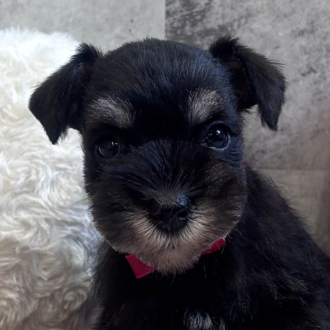 ミニチュアシュナウザー女の子の写真