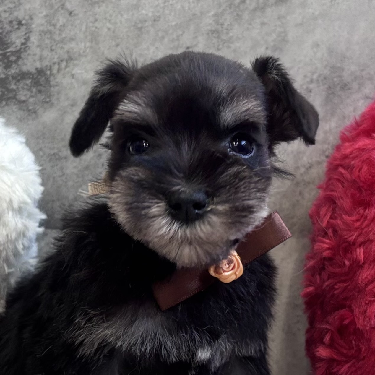 ミニチュアシュナウザー女の子の写真