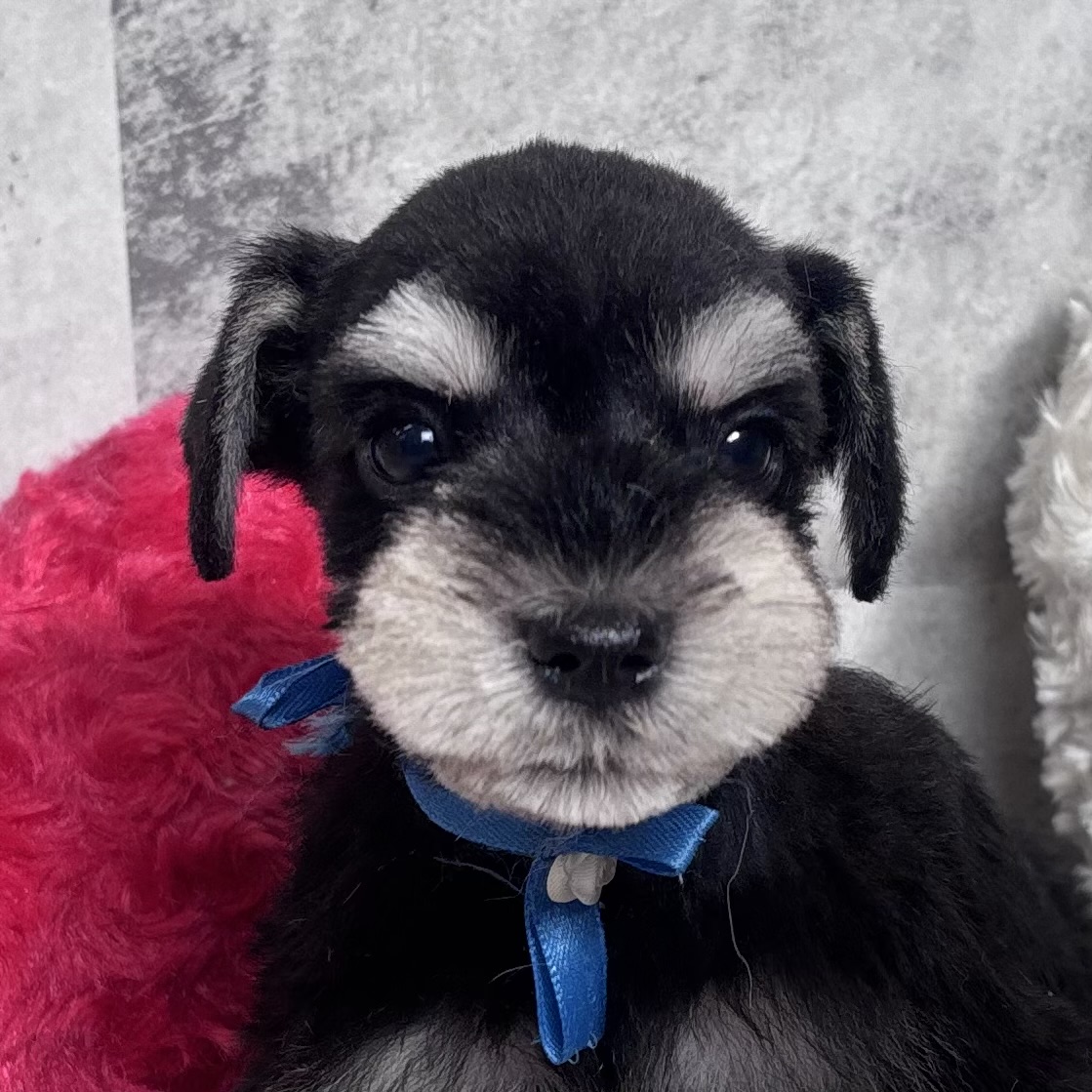 ミニチュアシュナウザー男の子の写真