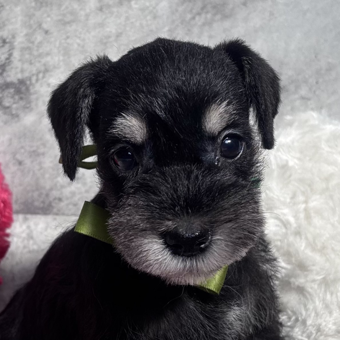 ミニチュアシュナウザー女の子の写真