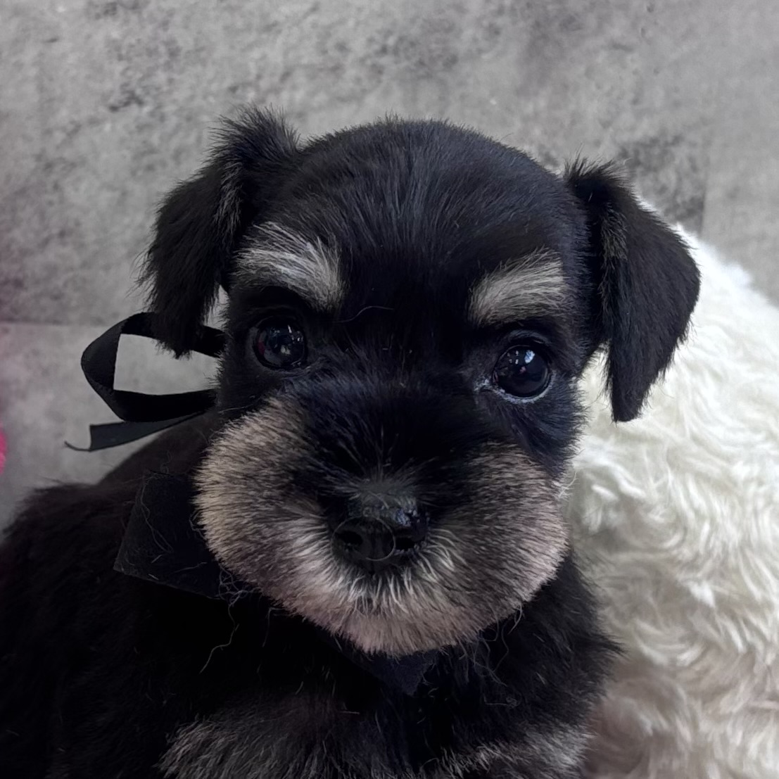 ミニチュアシュナウザー女の子の写真