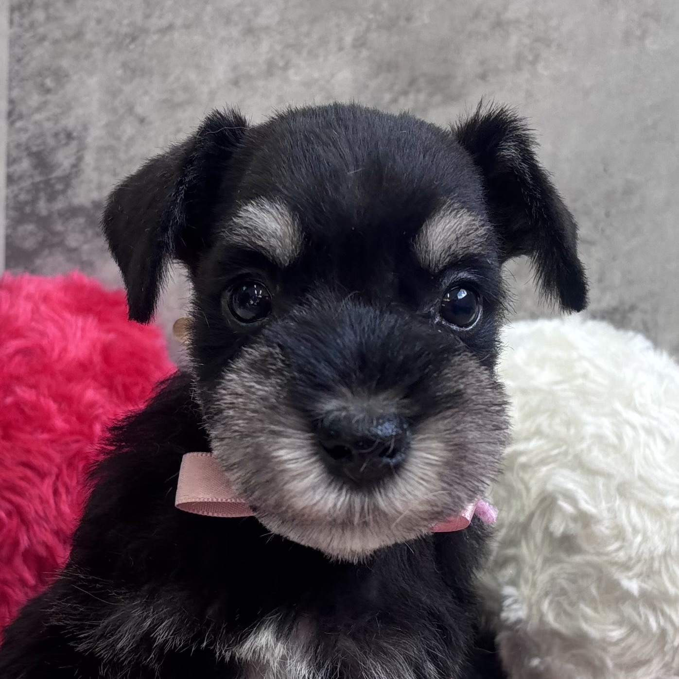 ミニチュアシュナウザー男の子の写真