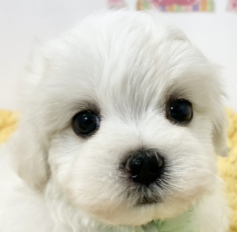 ハーフ犬男の子の写真