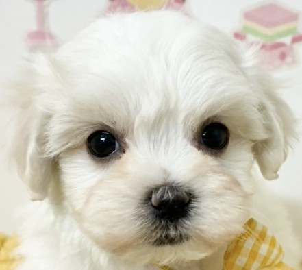 ハーフ犬女の子の写真