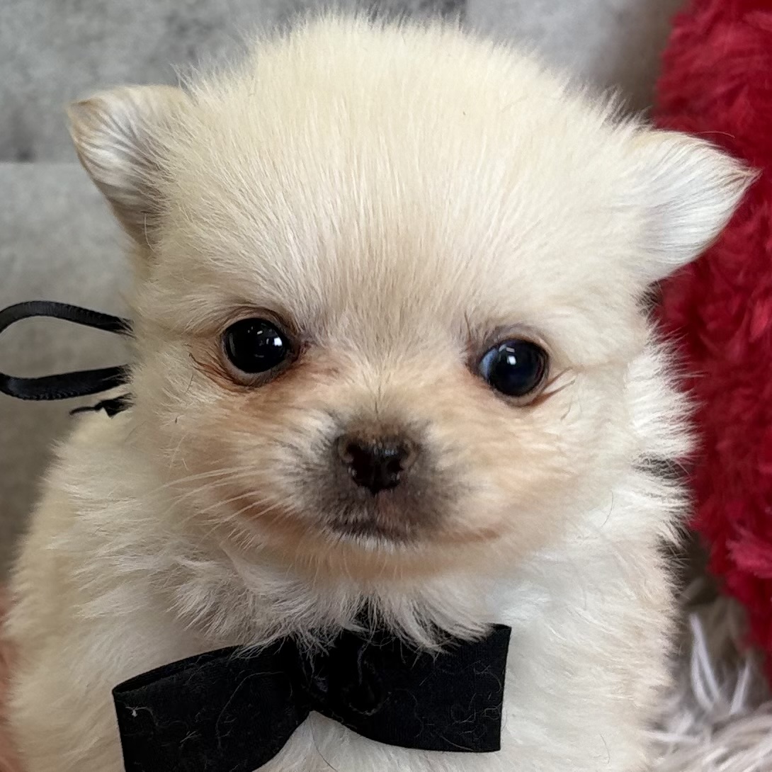 ハーフ犬女の子の写真