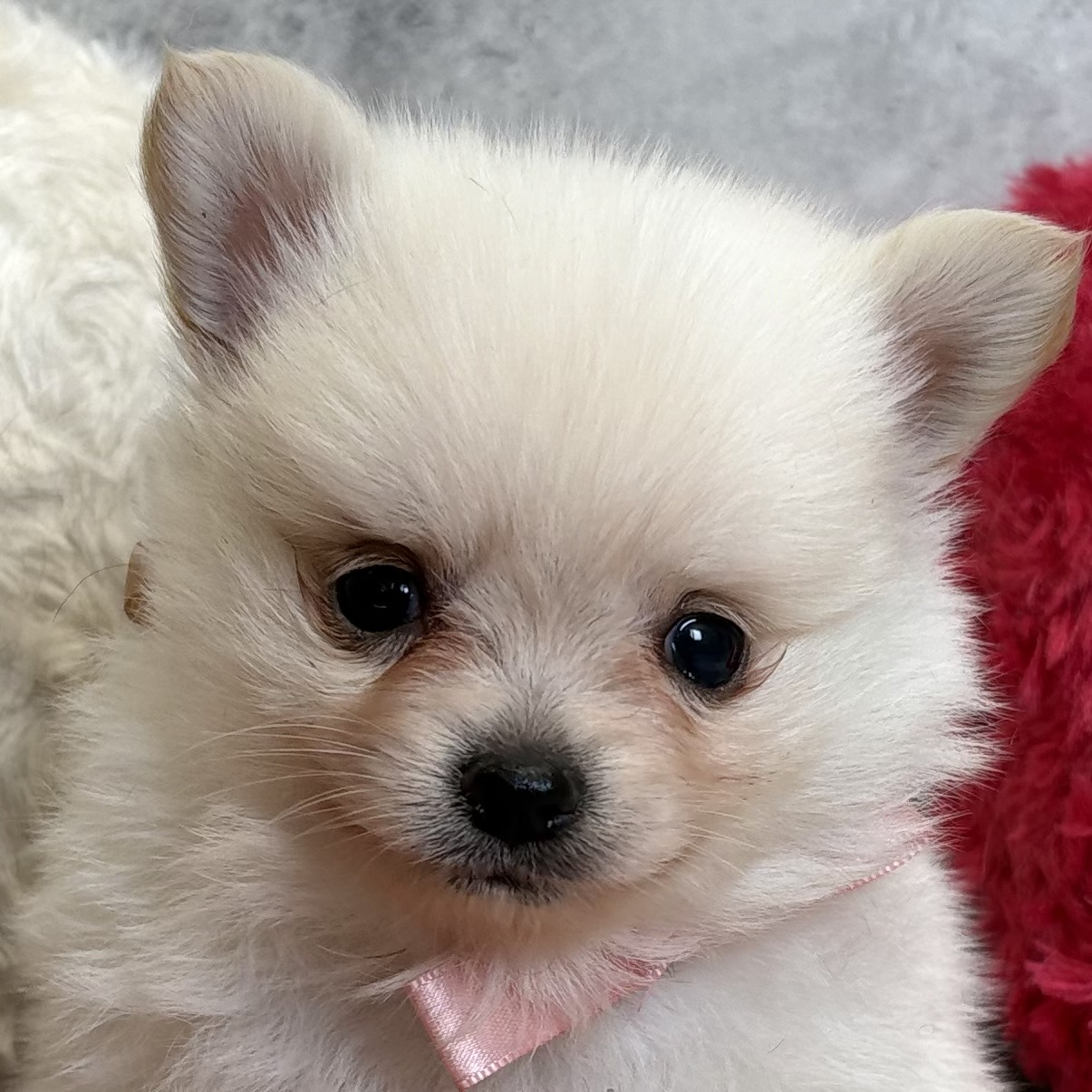 ハーフ犬男の子の写真