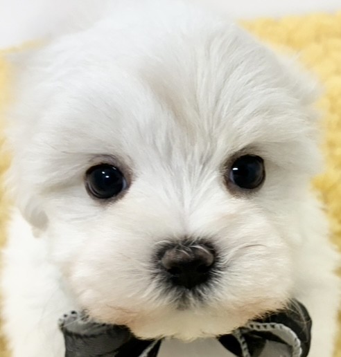 ハーフ犬女の子の写真